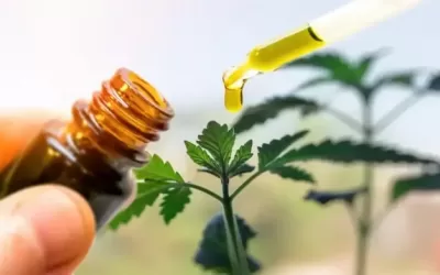 Un gran avance para el aceite de cannabis medicinal en Argentina