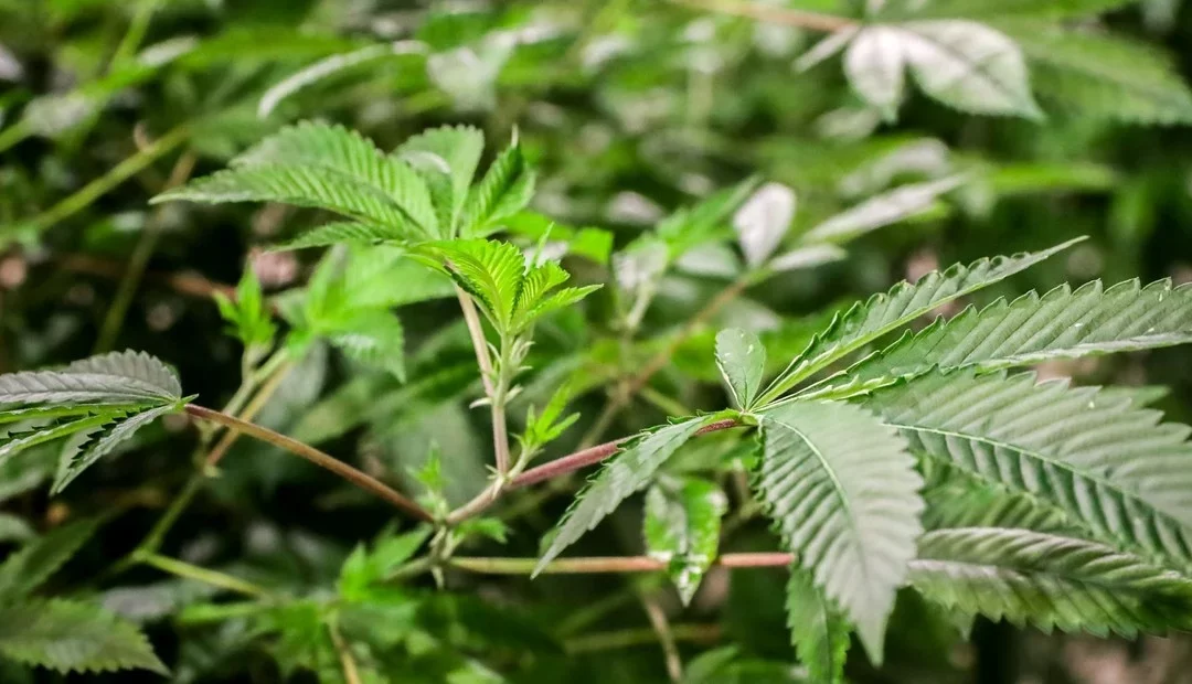 El cannabis, el nuevo “superalimento” que autorizó el Gobierno