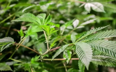 El cannabis, el nuevo “superalimento” que autorizó el Gobierno